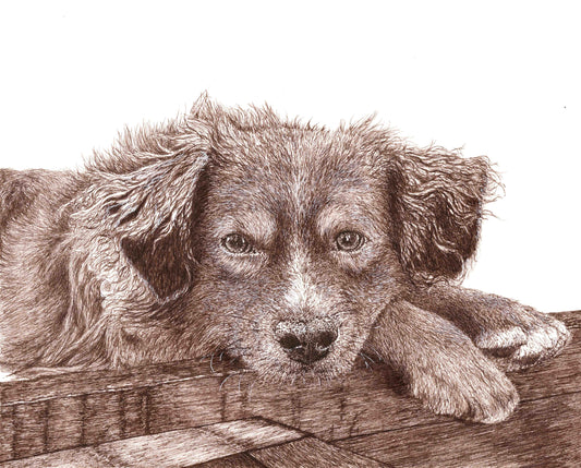 Teddy
