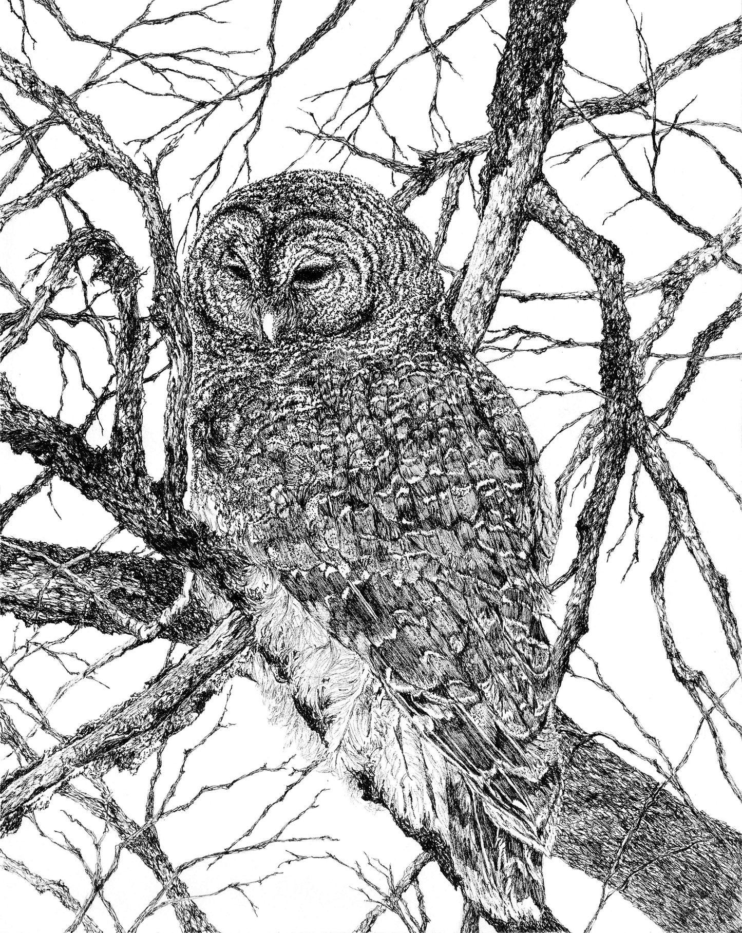 Wisdom of the Forest